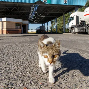 Filou, le chat qui a parcouru 250 km : découvrez comment il a retrouvé ses maîtres après 5 mois