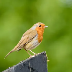 Comment aider les rouges-gorges cet hiver avec un ingrédient à moins de 0,50 € dans votre cuisine ?