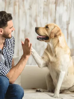 Chien en appartement