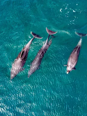 Une famille de 3 dauphins piégée par la marée, la mère et le bébé sauvés, le père n’a malheureusement pas survécu