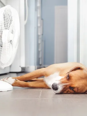 Demain, il fera jusqu’à 35°C : les dangers pour vos animaux et les gestes qui sauvent