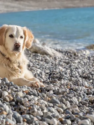 Cyanobactéries dans le Tarn : déjà six chiens morts, pourquoi la vigilance est renforcée cet été