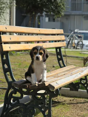 Paris : Louna, abandonnée deux jours après son adoption, relance l’alerte sur les adoptions irresponsables