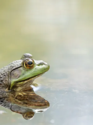 Trois espèces de grenouilles inédites révélées dans les mystérieuses montagnes du nord du Pérou