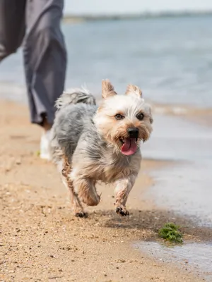 Chiens sur la plage : liberté ou risque pour la santé ?