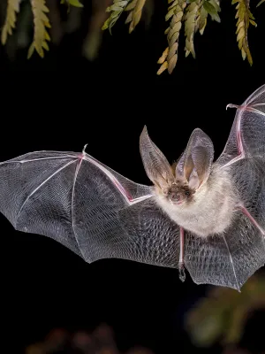 Chauves-souris : mythes, vérités et secrets fascinants sur ces alliées insoupçonnées