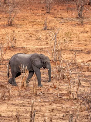Comment certains animaux surmontent les records de chaleur face au changement climatique