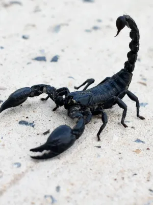 Ces petites bêtes de Corse : araignées, scorpions, scolopendres... pourquoi il ne faut pas en avoir peur