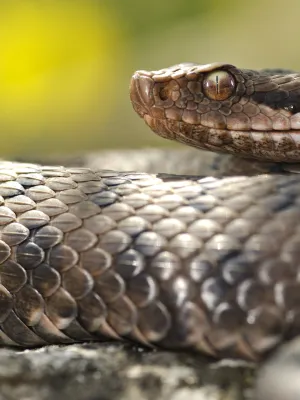Attention à la vipère aspic : le serpent le plus dangereux que vous risquez de croiser dans votre jardin cet été