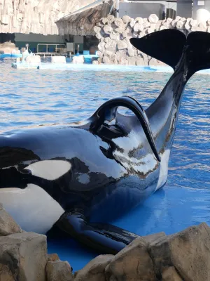 Marineland accusé : polémique sur le prélèvement et la vente du sperme de leur orque Keijo