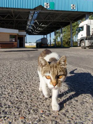 Filou, le chat qui a parcouru 250 km : découvrez comment il a retrouvé ses maîtres après 5 mois