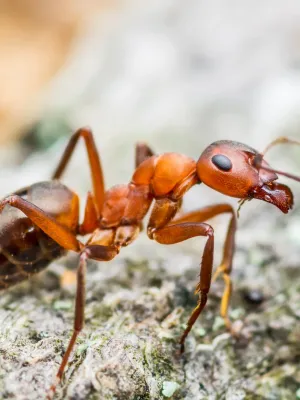 La fourmi électrique arrive en France : faut-il craindre ce nouvel envahisseur dangereux pour nos animaux ?