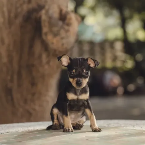 chiot-pinscher-nain