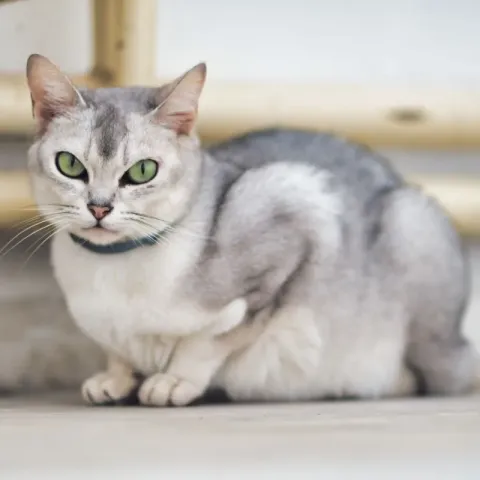 apparence-chat-burmilla