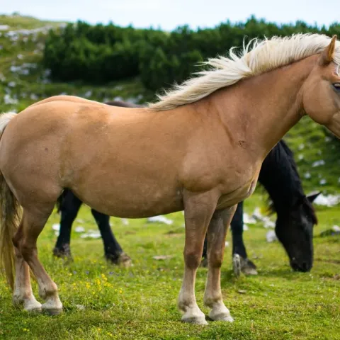 robe-cheval-comtois