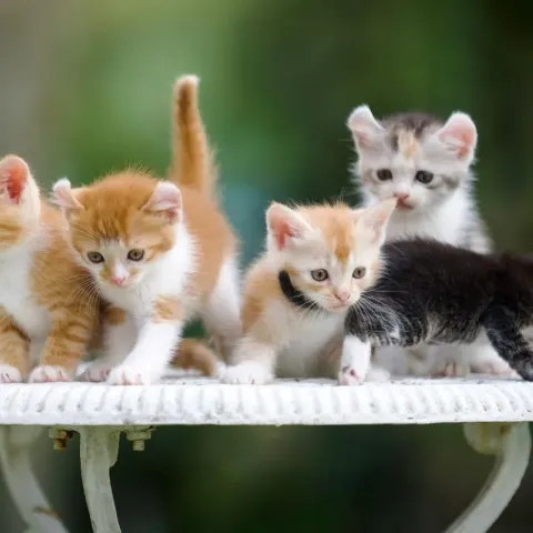 american-curl-chaton
