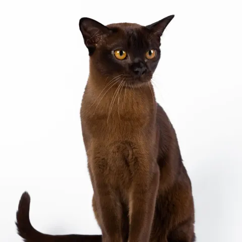 burmese-apparence