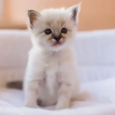 burmese-chaton