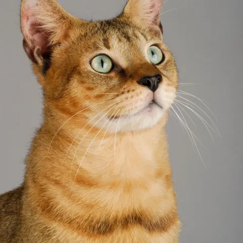chausie-apparence