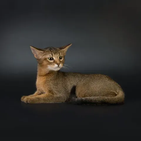 chausie-chaton