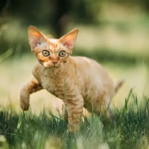 devon-rex-apparence