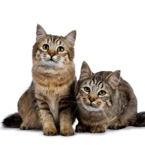 pixie-bob-chaton
