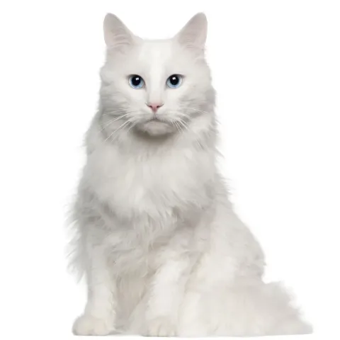 angora-turc-apparence