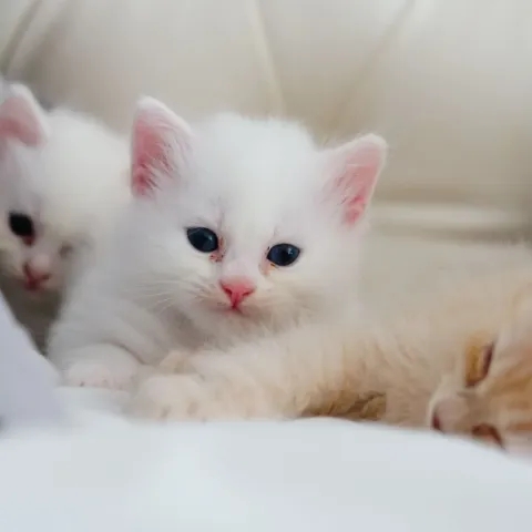 angora-turc-chaton