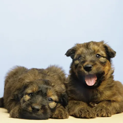 Berger-de-brie-briard-chiot