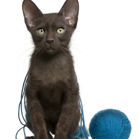 havana-brown-chaton