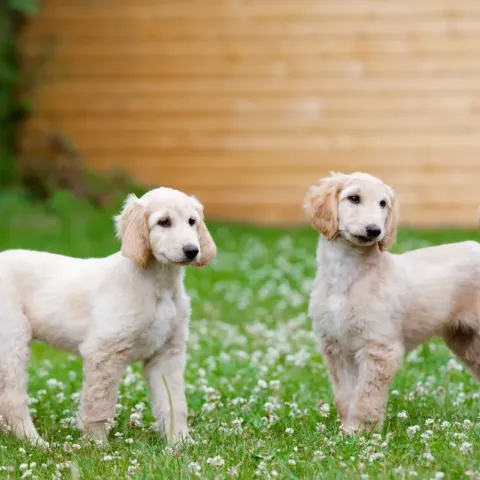 levrier-afghan-chiot