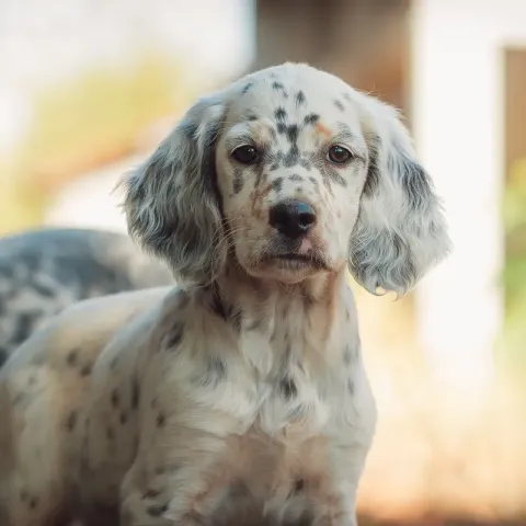 pointer-anglais-chiot