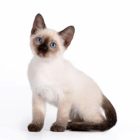 siamois-chaton