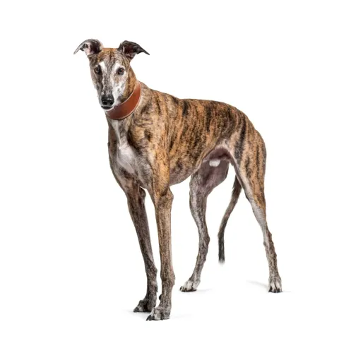 whippet-apparence