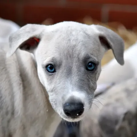 whippet-chiot