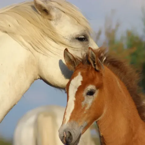 cheval-de-camargue-poulain