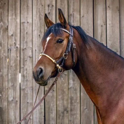 cheval-hongre