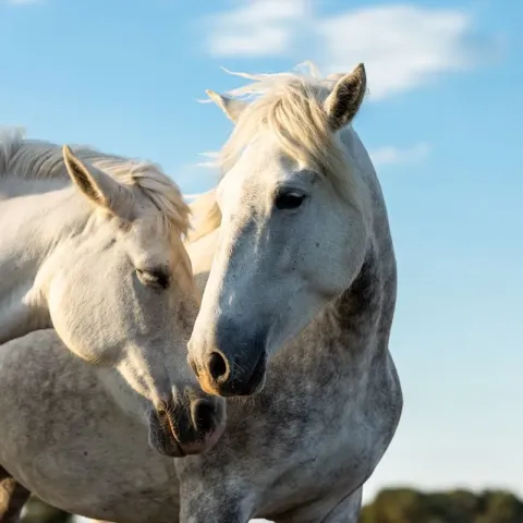 chevaux-de-camargue