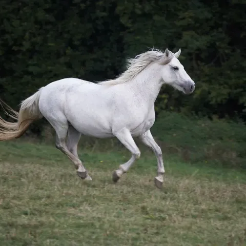 poney-connemara-apparence
