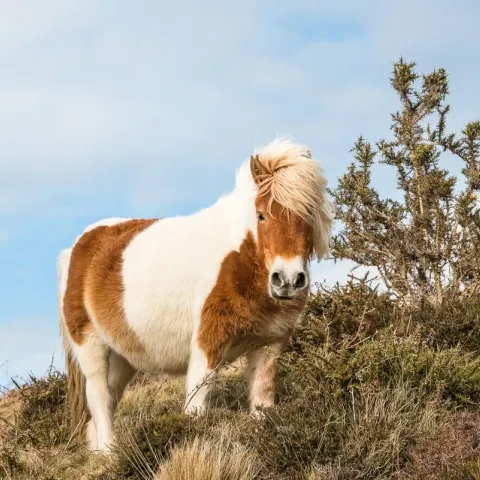 poney-pottok-apparence