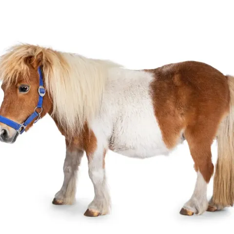 poney-shetland-apparence