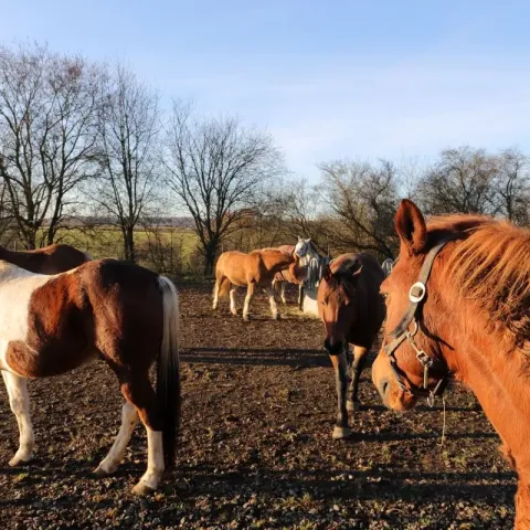 poneys-francais