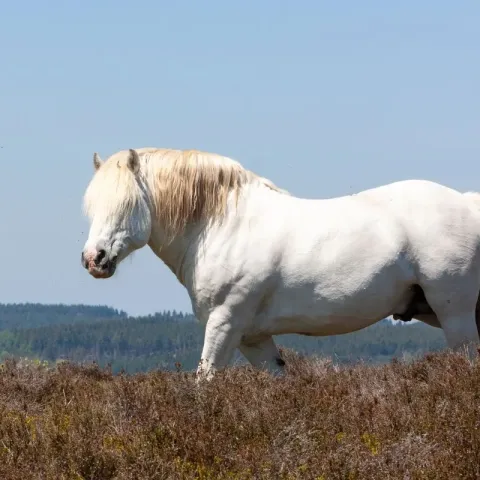 cheval-boulonnais