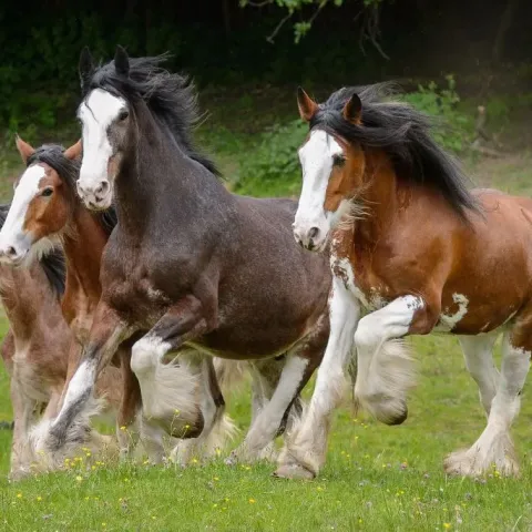 cheval-clydesdale-apparence