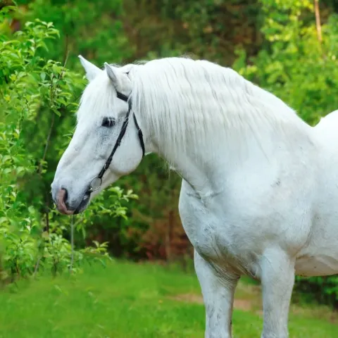 cheval-percheron-apparence