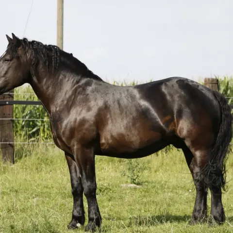 cheval-percheron