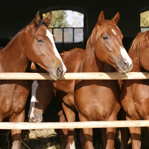 chevaux-alezan