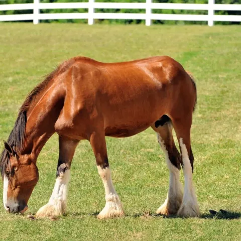 poulain-Clydesdale