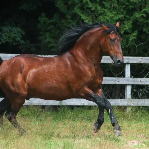 cheval-bai-apparence