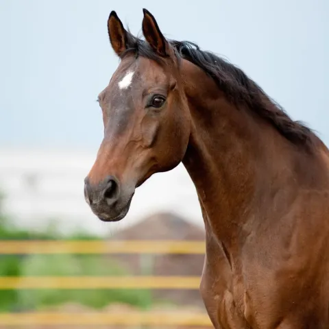 cheval-bai